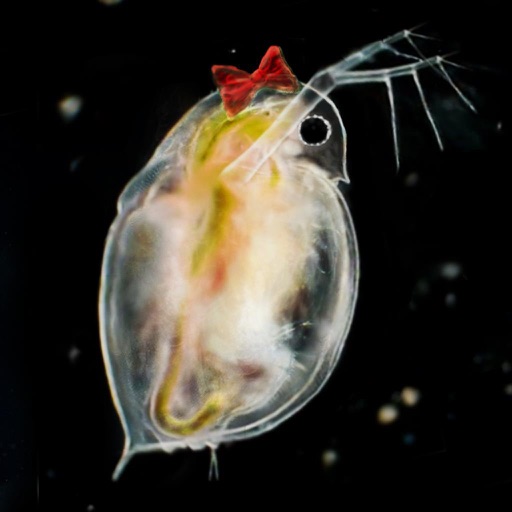 MIZINCO GIRL: POWERS OF DAPHNIA iOS App