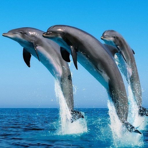 Dolphin Wallpapers - Best Collections Of Dolphin Pictures Icon