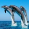 Dolphin Wallpapers - Best Collections Of Dolphin Pictures