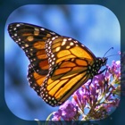 Top 20 Education Apps Like Butterfly Directory - Best Alternatives