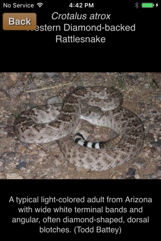 California Rattlesnakes screenshot 2