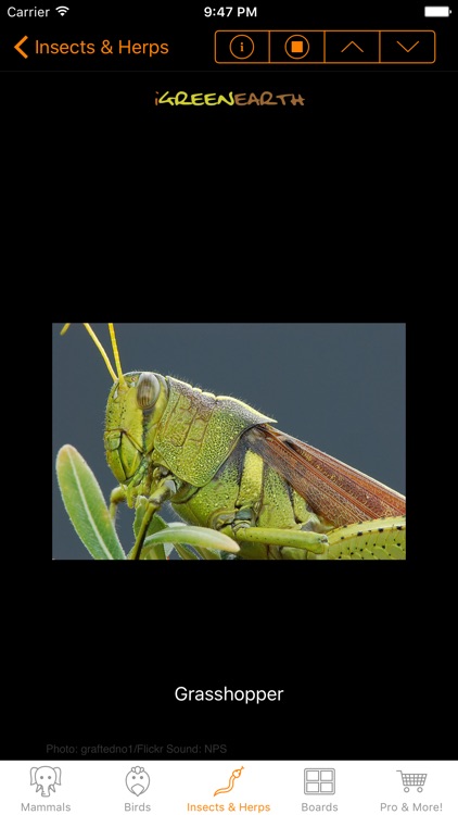 Animal Chatter Pro screenshot-3