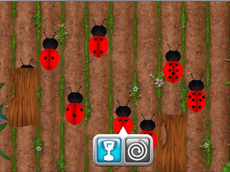 T20 Ladybugs 3