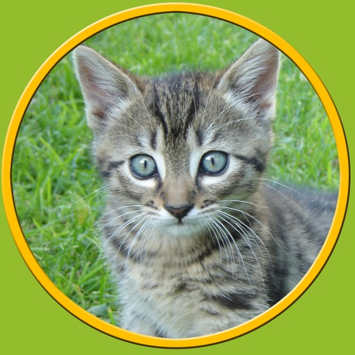 captivating cats for kids - no ads icon