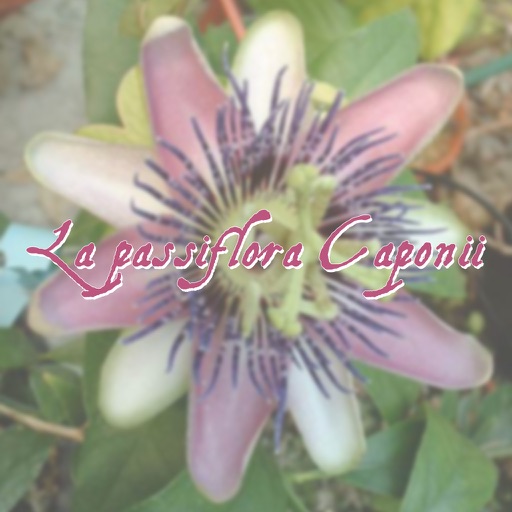 La Passiflora Caponii icon