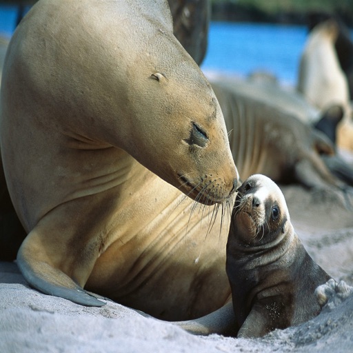 Seal Sounds - From The Ocean Bay To Your Device icon