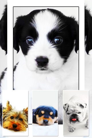 Dogs and Puppies - Dog Wallpapers, Cute Animal Backgrounds screenshot 2