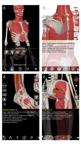 Game screenshot 3D Organon Anatomy - Muscles, Skeleton, and Ligaments apk