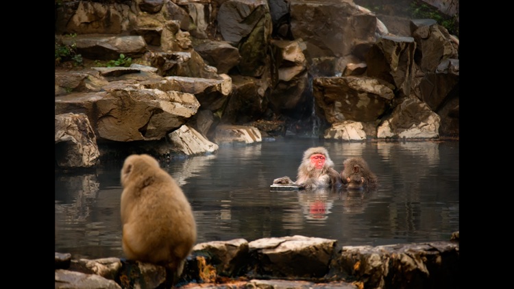 Japanese Macaques