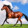 Horse & Pony Encyclopedia