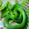 Green Snake Free 2016