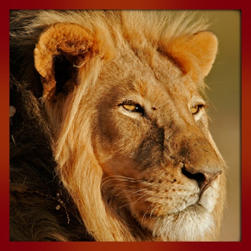 Real Wild Stray Lion Simulator icon