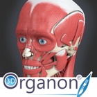 3D Organon Anatomy - Muscles, Skeleton, and Ligaments
