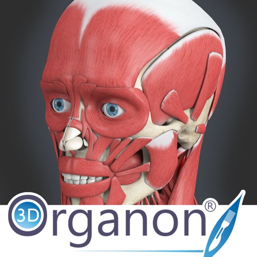 3D Organon Anatomy - Muscles, Skeleton, and Ligaments Icon