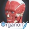3D Organon Anatomy – Muscles, Skeleton, and Ligaments is a feature-rich interactive anatomy atlas enhanced with quality anatomy descriptions and texts with frequently encountered clinical correlations