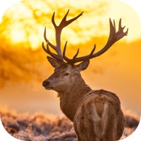  Whitetail Hunting Calls! Application Similaire