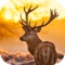Whitetail hunting calls is the best application for professional deer hunters