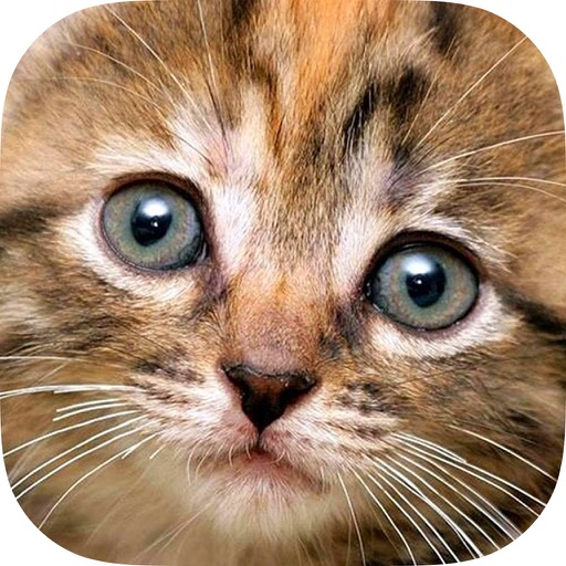 Cat Kitten Kitty Pet Baby Animal Jigsaw Puzzle Games for Little Girls HD Lite Free iOS App
