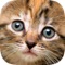 Cat Kitten Kitty Pet Baby Animal Jigsaw Puzzle Games for Little Girls HD Lite Free