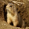 Prairie Dog - Cute Little Rodent Sounds