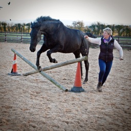 Horse Training Techniques