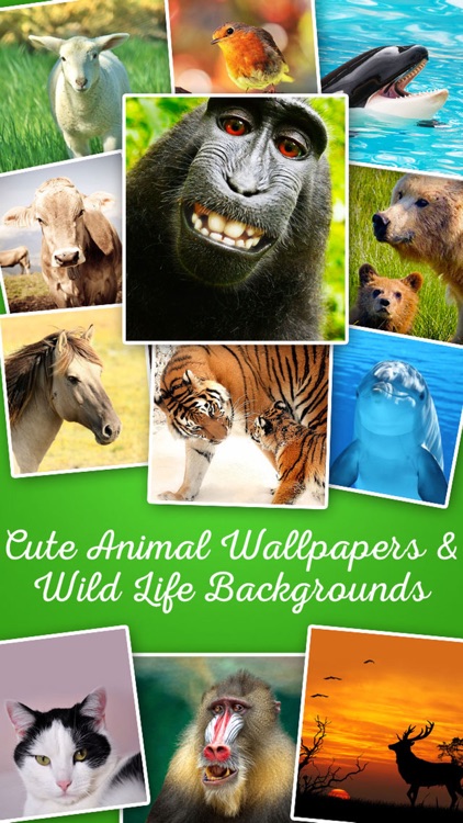 Animals - Cute Animal Wallpapers & Wild Life Backgrounds