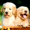 Golden Retriever Wallpapers in High Resolutions (640x960), with all lovely Golden Retrievers and sharp beautiful colors