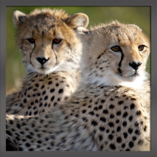 Real Wild Stray Cheetah Cub Simulator icon