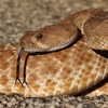 California Rattlesnakes