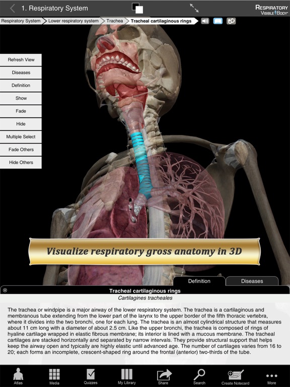 Respiratory Anatomy Atlas: Essential Reference for Students and Healthcare Professionalsのおすすめ画像1