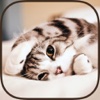 Cat Wallpapers & Backgrounds Pro - Home Screen Maker with Themes of Pretty Kittens