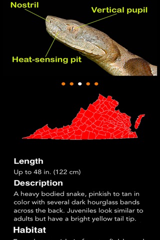 Snakes of Virginia screenshot 3