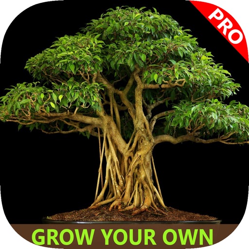 Easy Bonsai Tree For beginners - Best How To Grow Bonzai Plants Tips & Care Instruction UCC Videos, Start Today! icon