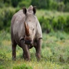 Rhinoceros Sounds - Great Sounds From this Horned Animal