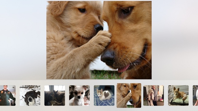 Cuddle - Cute Animal Pictures and Videos(圖2)-速報App