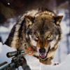 3D Gray Wolf Hunter Simulator