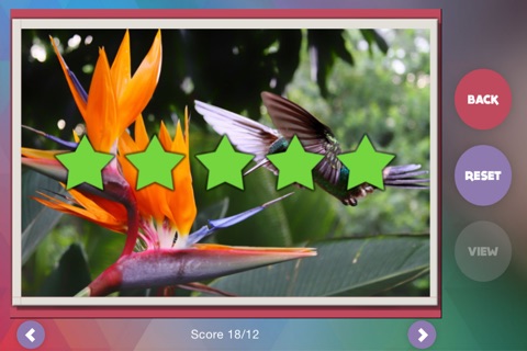 Déjà Vu - Hummingbirds screenshot 4