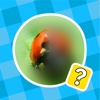 What's the Blur? - blurred pics photo puzzle
