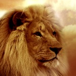 Lion Wallpapers