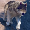 My Wolf Game Simulator For Kids Pro