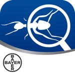 Bayer Maxforce Ant Solutions
