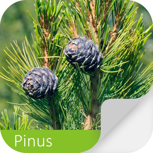 Pragas do Pinus +