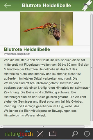 Libellen bestimmen screenshot 4