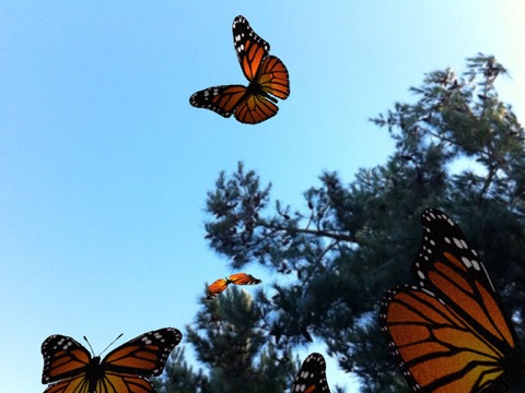 Live Butterfliesのおすすめ画像1