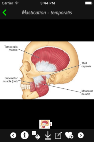 Human Muscles Info screenshot 2