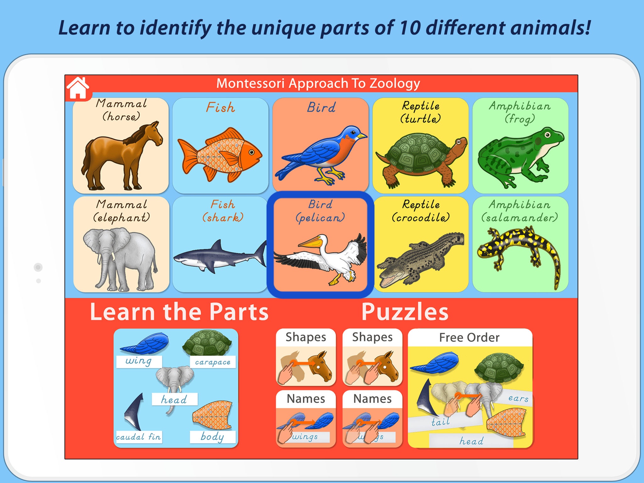 Parts Of Animals (Vertebrates) LITE - A Montessori Approach to Zoology HD screenshot 2