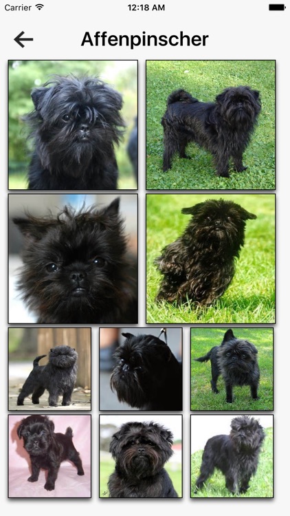 Dog Breeds HD Wallpapers