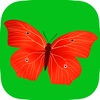 Butterfly Puzzle Game for toddlers HD - Sorting & Matching Jigsaw Puzzles games for little kids boys and girls age 3 +