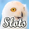 Winter Owl Slots - Play Free Casino Slot Machine!