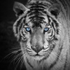 tiger browser - fast internet web browser for iPhone & iPad